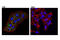 Caveolae Associated Protein 1 antibody, 69036S, Cell Signaling Technology, Immunocytochemistry image 