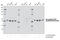 Phosphatase And Tensin Homolog antibody, 7960P, Cell Signaling Technology, Western Blot image 