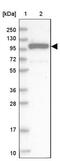 Exocyst Complex Component 1 antibody, NBP1-89957, Novus Biologicals, Western Blot image 