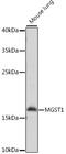 Microsomal Glutathione S-Transferase 1 antibody, 16-588, ProSci, Western Blot image 