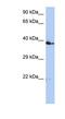 CDK2 Associated Cullin Domain 1 antibody, NBP1-58219, Novus Biologicals, Western Blot image 