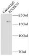 Terminal Uridylyl Transferase 4 antibody, FNab09609, FineTest, Immunoprecipitation image 