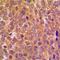 DNA Polymerase Delta 3, Accessory Subunit antibody, orb215013, Biorbyt, Immunohistochemistry paraffin image 