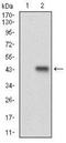 Cyclin E1 antibody, NBP2-37247, Novus Biologicals, Western Blot image 