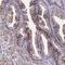 Complement C6 antibody, PA5-60527, Invitrogen Antibodies, Immunohistochemistry frozen image 