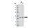 FKBP Prolyl Isomerase 5 antibody, 12210S, Cell Signaling Technology, Western Blot image 