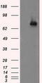 Acyl-CoA Synthetase Bubblegum Family Member 1 antibody, CF501176, Origene, Western Blot image 