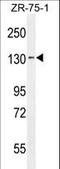 Tolloid-like protein 1 antibody, LS-C161915, Lifespan Biosciences, Western Blot image 