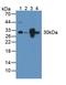 Pyridoxamine 5'-Phosphate Oxidase antibody, LS-C374638, Lifespan Biosciences, Western Blot image 