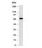 IgM antibody, 33-888, ProSci, Western Blot image 