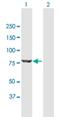 Pseudouridine Synthase 7 Like antibody, H00083448-B01P, Novus Biologicals, Western Blot image 