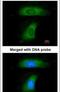 BLNK antibody, PA5-21581, Invitrogen Antibodies, Immunofluorescence image 