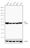 Isocitrate Dehydrogenase (NADP(+)) 1, Cytosolic antibody, 702714, Invitrogen Antibodies, Western Blot image 