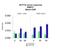 Protein Arginine Methyltransferase 3 antibody, NBP1-55399, Novus Biologicals, Immunoprecipitation image 