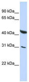 CUGBP Elav-like family member 6 antibody, TA343966, Origene, Western Blot image 