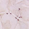 G Protein Subunit Alpha Transducin 1 antibody, LS-C356063, Lifespan Biosciences, Immunohistochemistry frozen image 