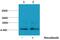 H1 Histone Family Member 0 antibody, PA5-40150, Invitrogen Antibodies, Western Blot image 