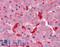 Syntaxin 5 antibody, LS-B4425, Lifespan Biosciences, Immunohistochemistry frozen image 