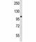 Protein Arginine Methyltransferase 9 antibody, F46110-0.4ML, NSJ Bioreagents, Western Blot image 