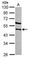 STAM Binding Protein Like 1 antibody, NBP2-20501, Novus Biologicals, Western Blot image 