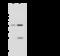 Proteasome 26S Subunit, Non-ATPase 13 antibody, 108173-T32, Sino Biological, Western Blot image 