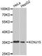 Potassium Voltage-Gated Channel Subfamily J Member 15 antibody, STJ26510, St John