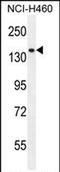 Phospholipase C Like 2 antibody, PA5-71617, Invitrogen Antibodies, Western Blot image 