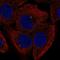 Fibroblast Growth Factor 11 antibody, HPA066605, Atlas Antibodies, Immunofluorescence image 