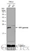 Chromobox 3 antibody, GTX117561, GeneTex, Western Blot image 