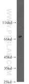 SHC Adaptor Protein 4 antibody, 12641-1-AP, Proteintech Group, Western Blot image 
