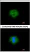 Calpain 2 antibody, NBP2-15675, Novus Biologicals, Immunofluorescence image 