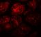 XK Related 8 antibody, PA5-72820, Invitrogen Antibodies, Immunofluorescence image 