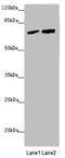 Protein Only RNase P Catalytic Subunit antibody, LS-C682125, Lifespan Biosciences, Western Blot image 