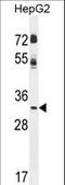 Cyclin G1 antibody, LS-C168473, Lifespan Biosciences, Western Blot image 