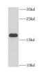 Programmed Cell Death 6 antibody, FNab06242, FineTest, Western Blot image 