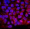 Growth Differentiation Factor 3 antibody, AF958, R&D Systems, Immunocytochemistry image 