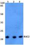 Rac Family Small GTPase 2 antibody, A01714, Boster Biological Technology, Western Blot image 