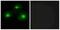 CAMP-Dependent Protein Kinase Inhibitor Alpha antibody, A30465, Boster Biological Technology, Immunofluorescence image 