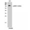 MRE11 Homolog, Double Strand Break Repair Nuclease antibody, LS-C380993, Lifespan Biosciences, Western Blot image 