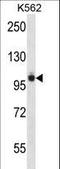 Protein Tyrosine Kinase 2 Beta antibody, LS-C164562, Lifespan Biosciences, Western Blot image 