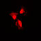 p53 antibody, LS-C352990, Lifespan Biosciences, Immunofluorescence image 
