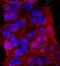 Keratan sulfate antigen TRA1-81 antibody, NB100-1833, Novus Biologicals, Immunofluorescence image 