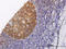 Nucleolar And Coiled-Body Phosphoprotein 1 antibody, LS-C133107, Lifespan Biosciences, Immunohistochemistry paraffin image 