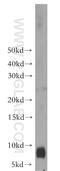 S100 Calcium Binding Protein A8 antibody, 15792-1-AP, Proteintech Group, Western Blot image 