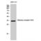 Olfactory Receptor Family 5 Subfamily W Member 2 antibody, LS-C385197, Lifespan Biosciences, Western Blot image 