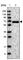 Neuroendocrine secretory protein 55 antibody, HPA027478, Atlas Antibodies, Western Blot image 