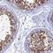 Testis Expressed 101 antibody, NBP1-84357, Novus Biologicals, Immunohistochemistry frozen image 
