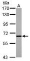Cell division control protein 45 homolog antibody, GTX110586, GeneTex, Western Blot image 