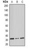 Stomatin antibody, orb341055, Biorbyt, Western Blot image 