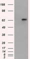 Glucose-6-Phosphate Isomerase antibody, CF501135, Origene, Western Blot image 